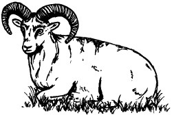A Black and White drawing of Muflon sheep.