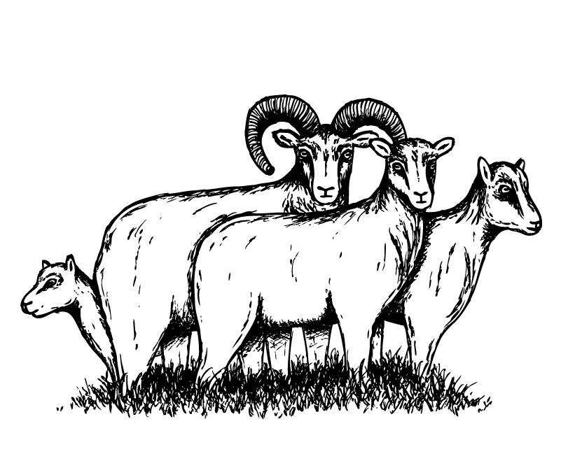 A group of black and white Muflon sheep drawings.
